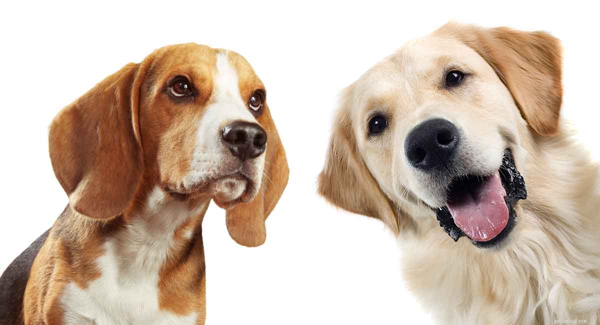 Zlatý retrívr Beagle Mix – dvě z nejoblíbenějších světových plemen psů