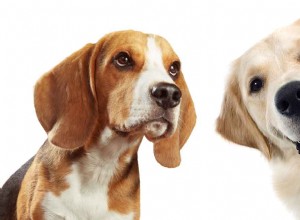 Golden Retriever Beagle Mix – Duas das raças de cães favoritas do mundo se encontram