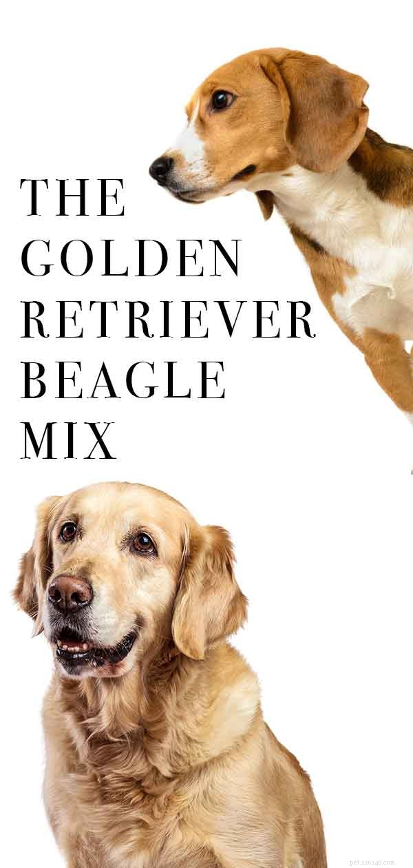 Zlatý retrívr Beagle Mix – dvě z nejoblíbenějších světových plemen psů