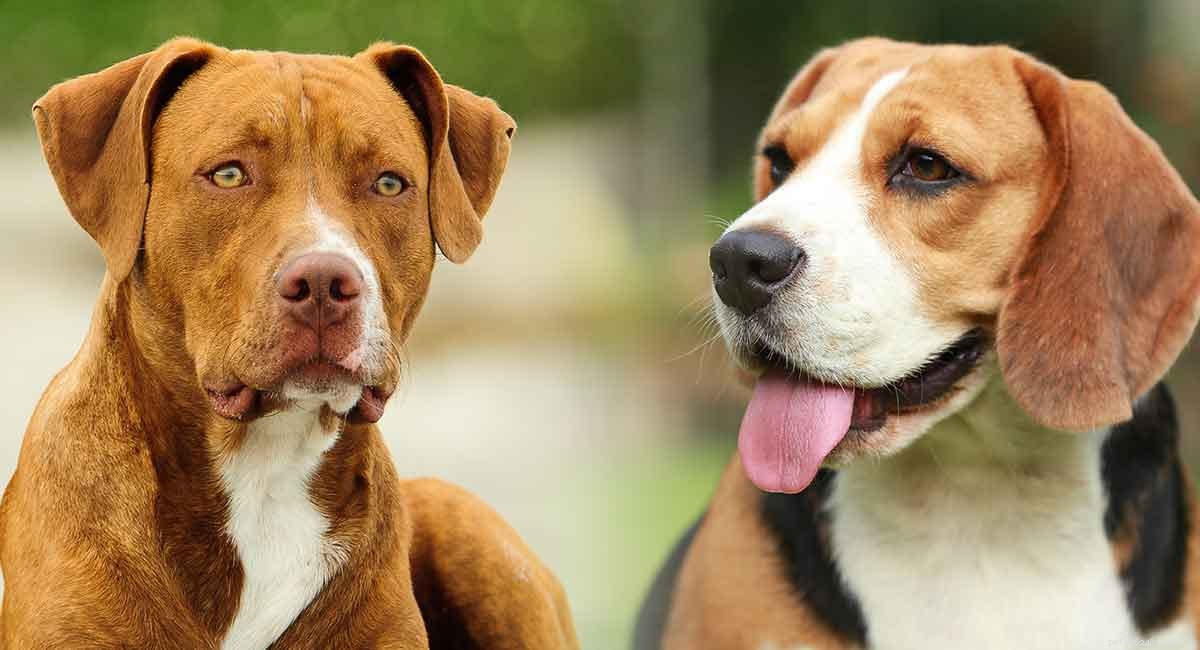 Pitbull Beagle Mix – Este cruzamento é ideal para você?