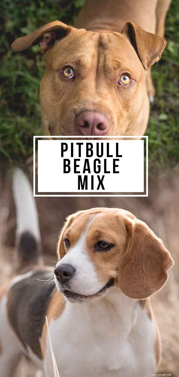 Pitbull Beagle Mix – 이 십자가가 당신에게 적합합니까?
