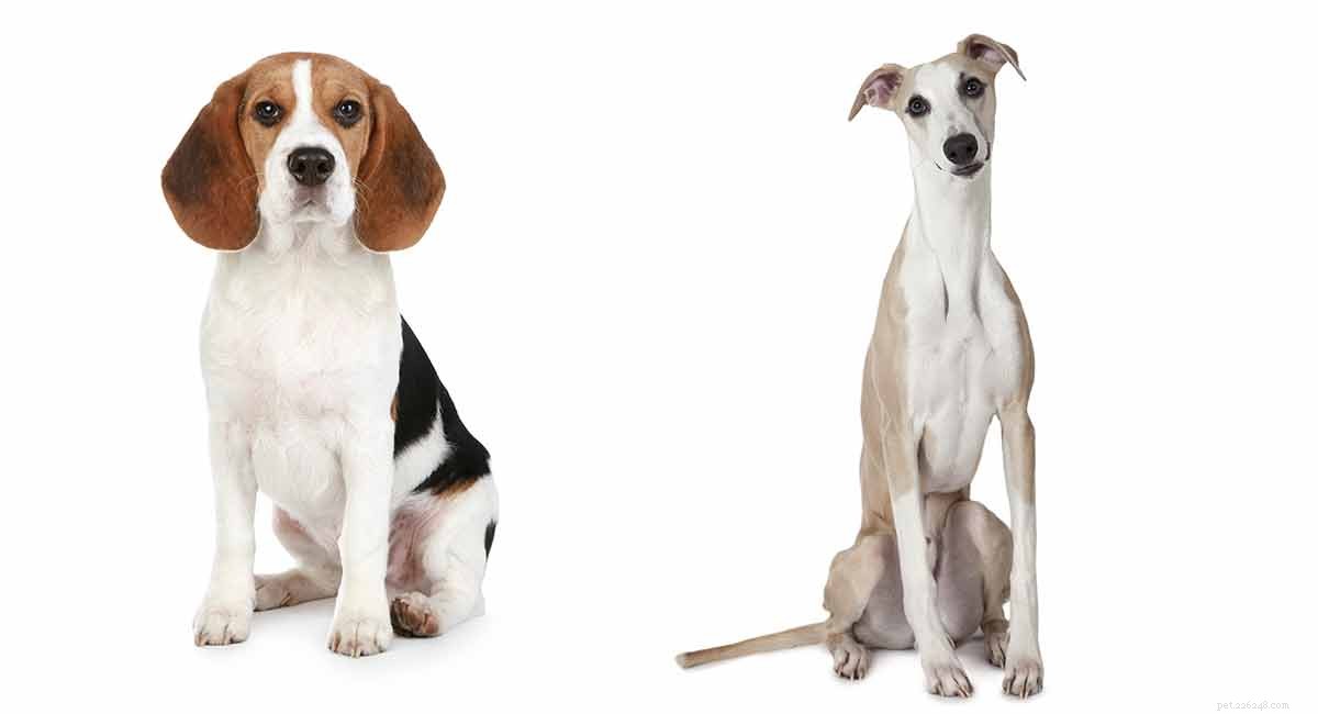 Směs Whippet Beagle – krásná směs nebo bláznivá kombinace?