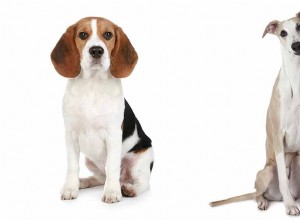 Směs Whippet Beagle – krásná směs nebo bláznivá kombinace?