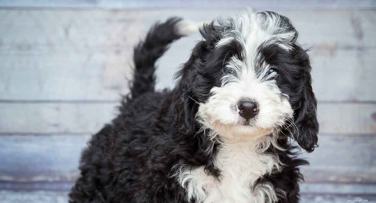 Bernedoodle – The Bernese Mountain Dog Poodle Mix