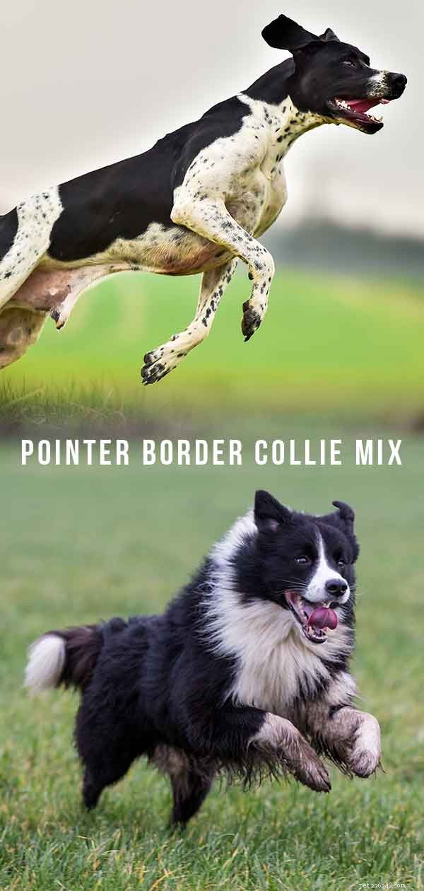 Pointer Border Collie Mix – Je tento tvrdě pracující hybrid pro vás ten pravý?