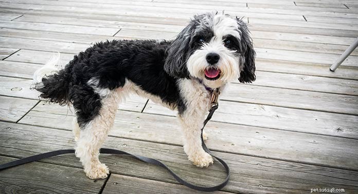 Bordoodle – Möt The Border Collie Poodle Mix Breed