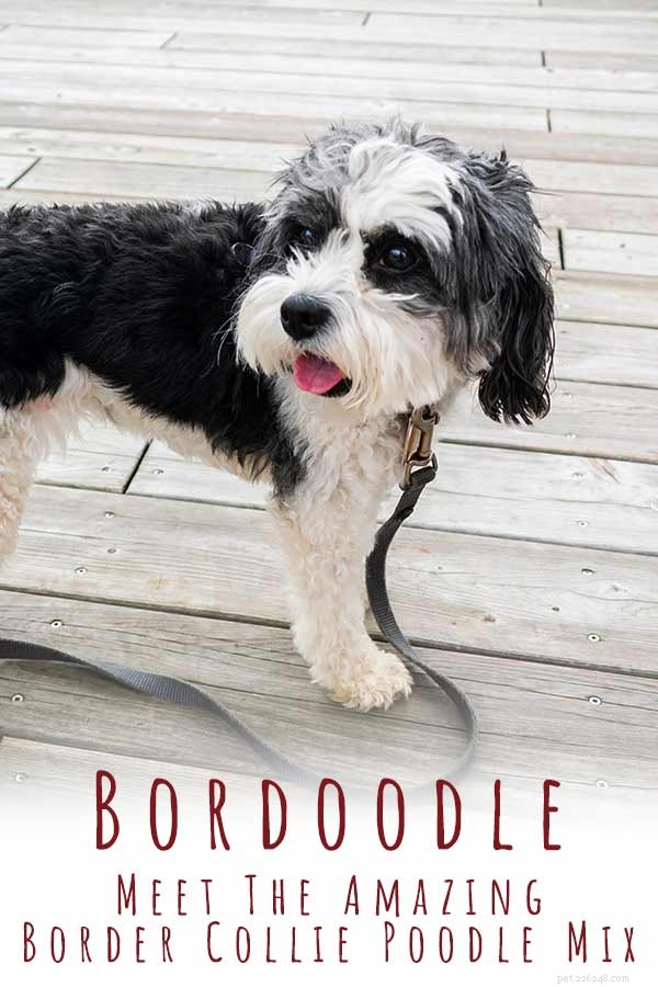 Bordoodle –ボーダーコリープードルミックスの品種に会います 