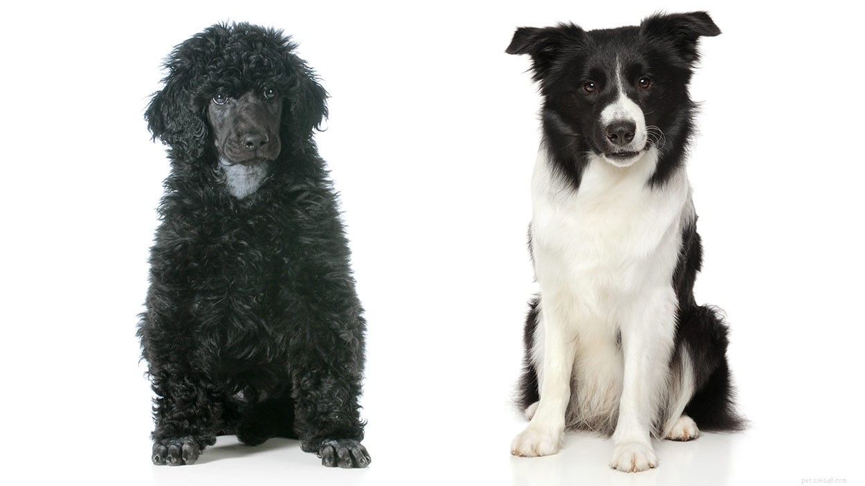 Bordoodle – Möt The Border Collie Poodle Mix Breed