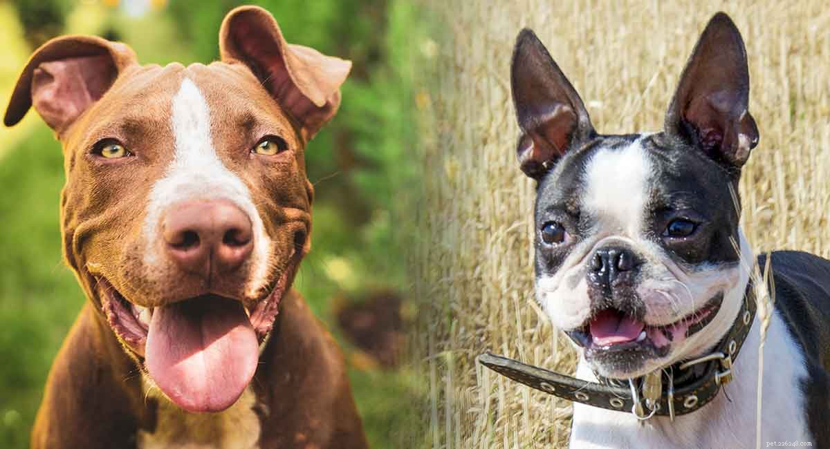 Boston Terrier Pitbull Mix – är detta kors rätt för dig?