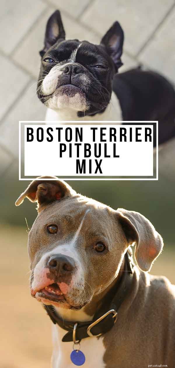 Boston Terrier Pitbull Mix – är detta kors rätt för dig?