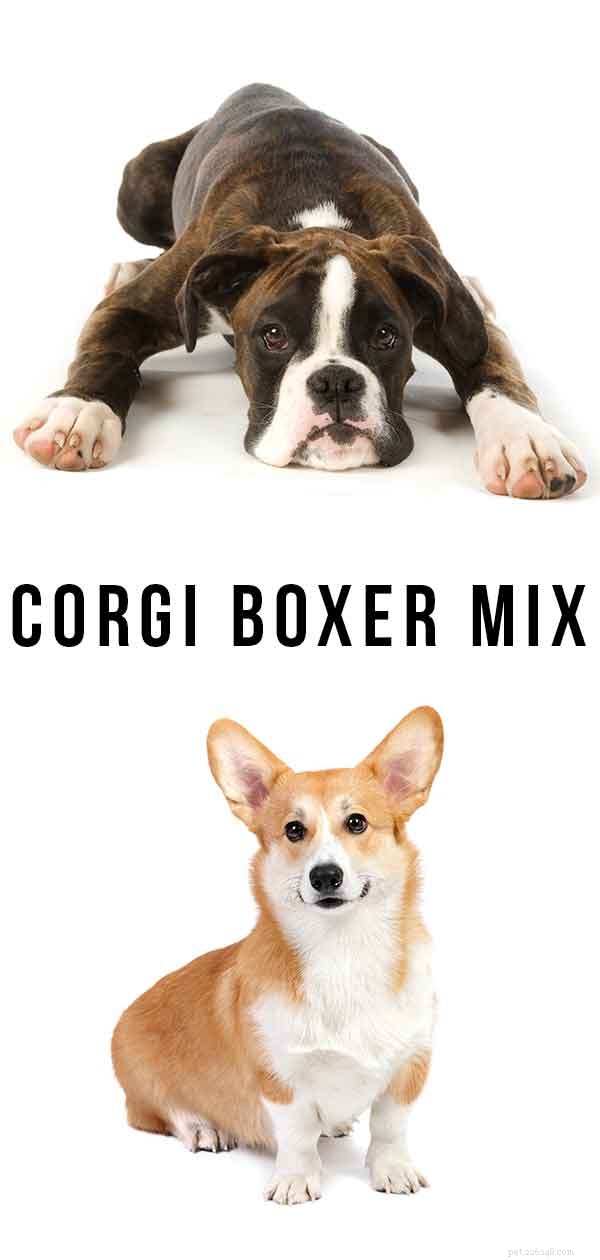 Corgi Boxer Mix – Lapdog amoroso ou melhor amigo saltitante?