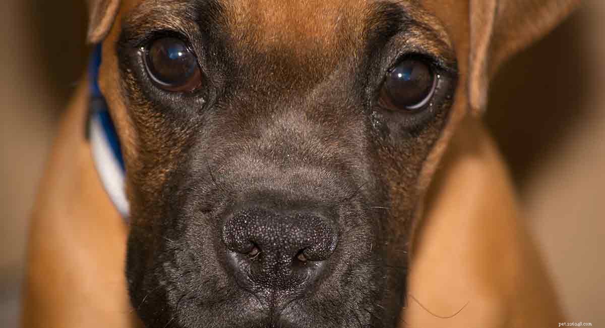 Mélange Boxer Mastiff :compagnon de la famille contre chien de garde loyal