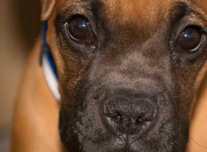 Mistura de Mastim Boxer:Companheiro da Família x Cão de Guarda Leal