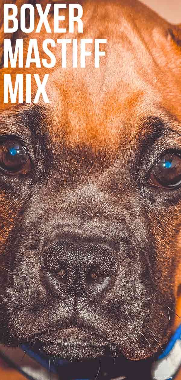 Mélange Boxer Mastiff :compagnon de la famille contre chien de garde loyal