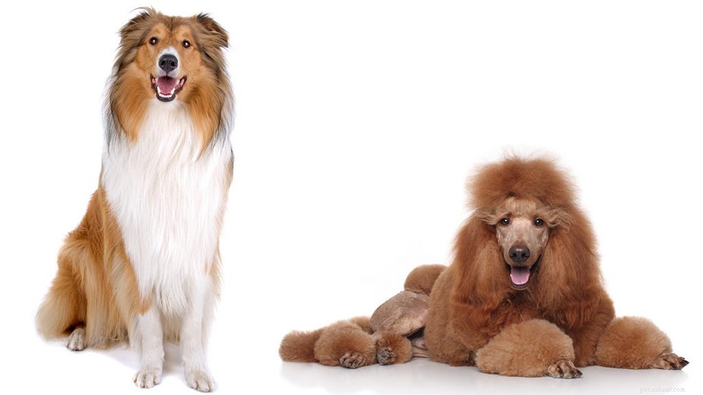 The Cadoodle – When You Cross a Collie With a Standard Poodle