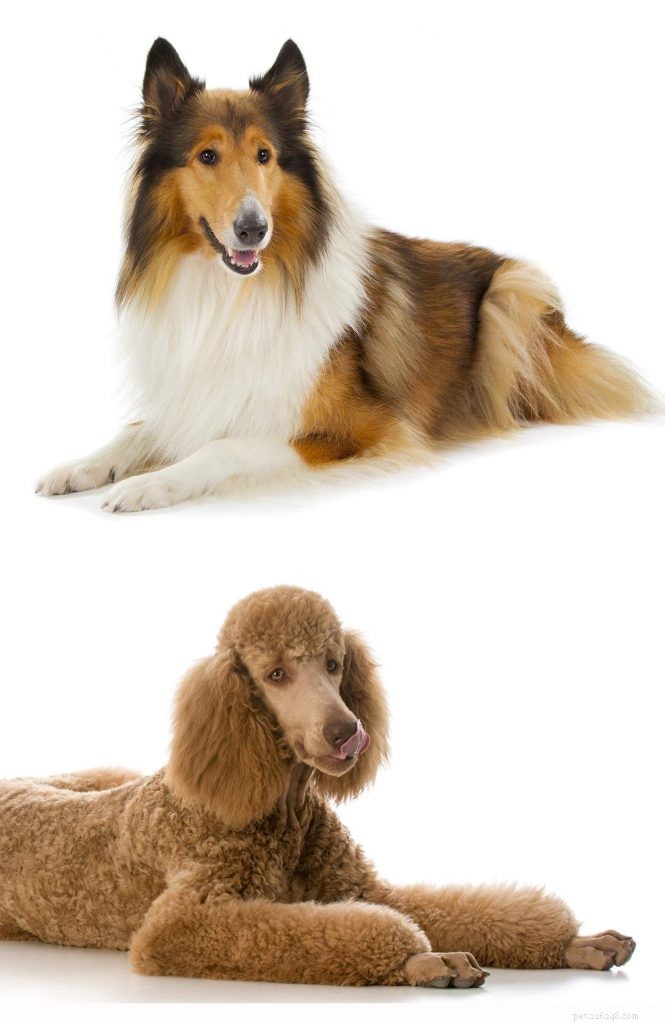 The Cadoodle – When You Cross a Collie With a Standard Poodle