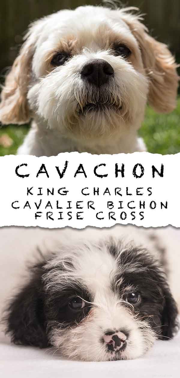Cavachon Dog – Centro de informações sobre raças Cavalier Bichon Mix