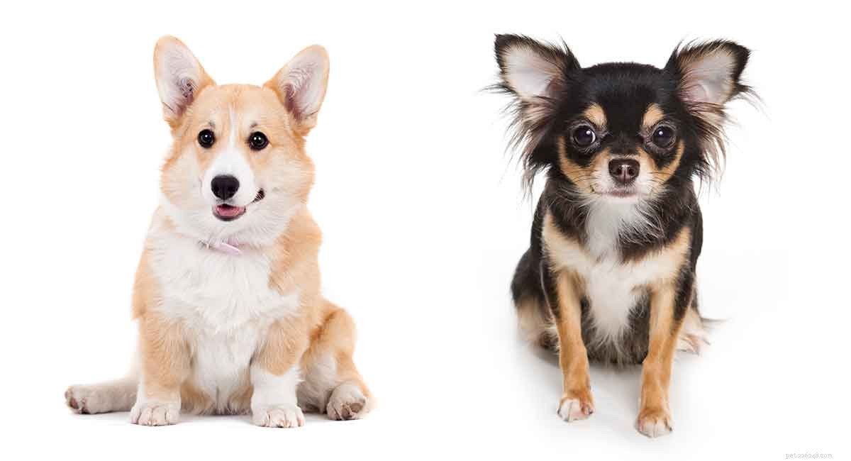 Corgi Chihuahua Mix – Je Chigi vaším dalším mazlíčkem?