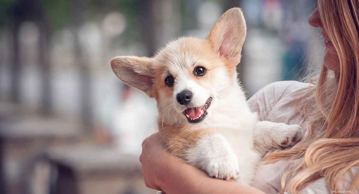 Corgi Chihuahua Mix – Il Chigi è il tuo prossimo animale domestico?