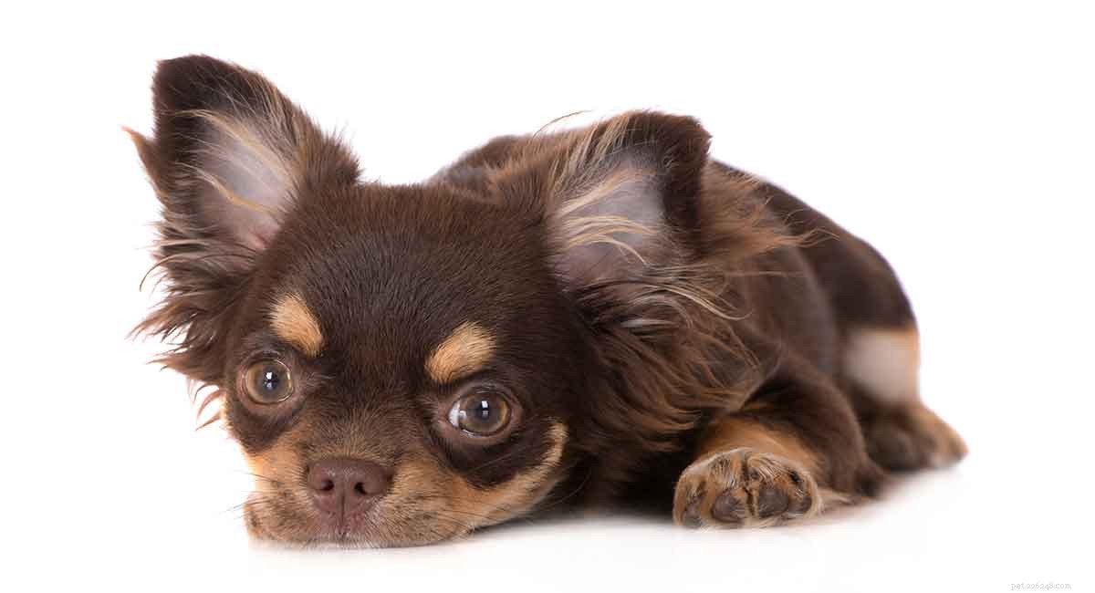 Corgi Chihuahua Mix – Le Chigi est-il votre prochain animal de compagnie ?
