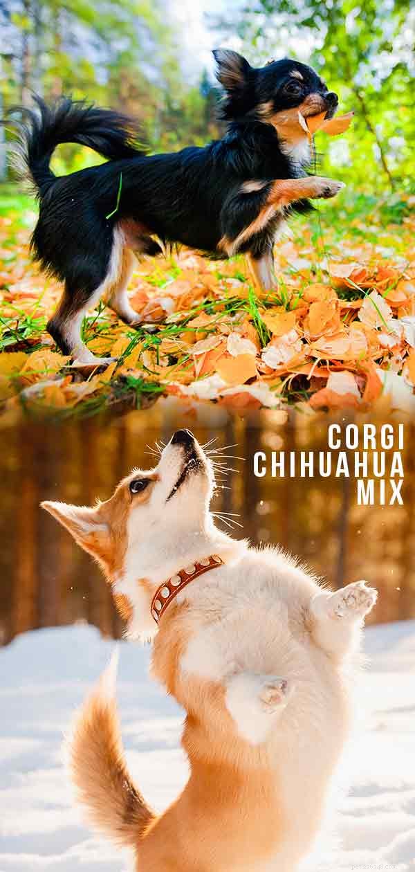 Corgi Chihuahua Mix – Chigi가 다음 애완동물입니까?