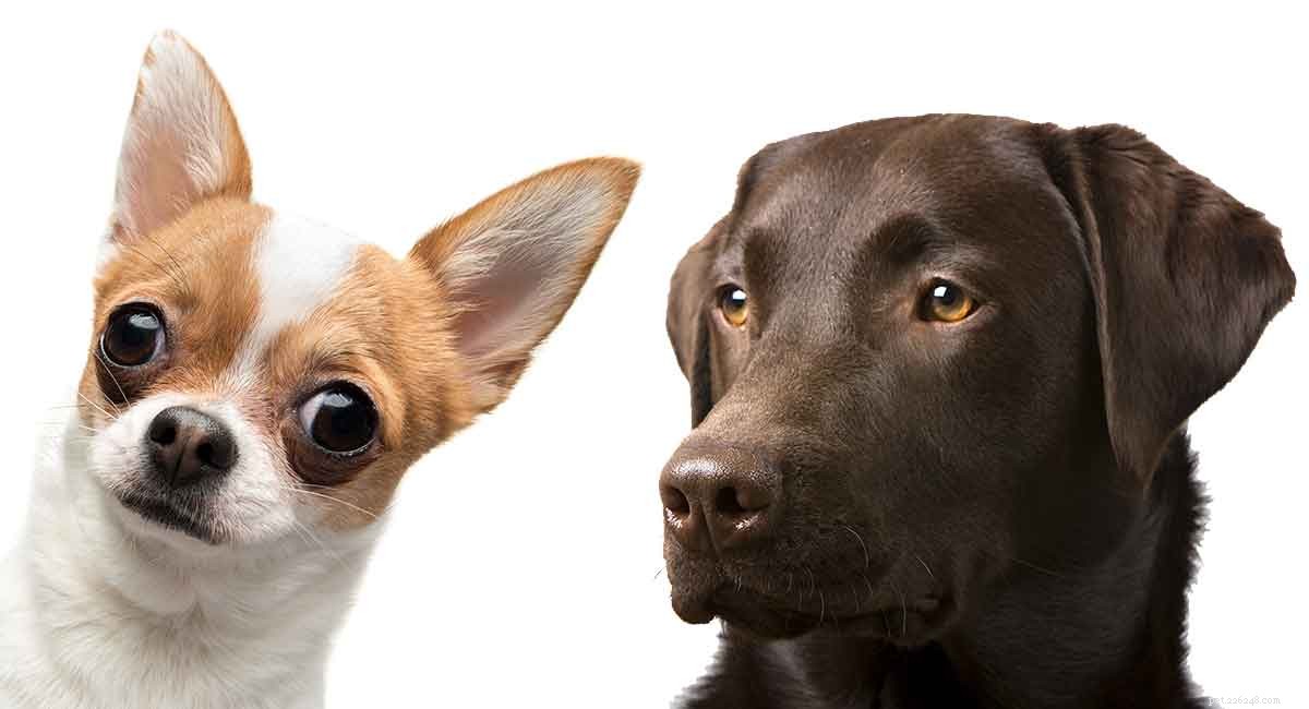 Chihuahua Lab Mix:tutto quello che devi sapere su questo ibrido unico
