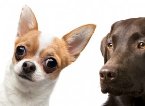 Chihuahua Lab Mix:이 독특한 하이브리드에 대해 알아야 할 모든 것