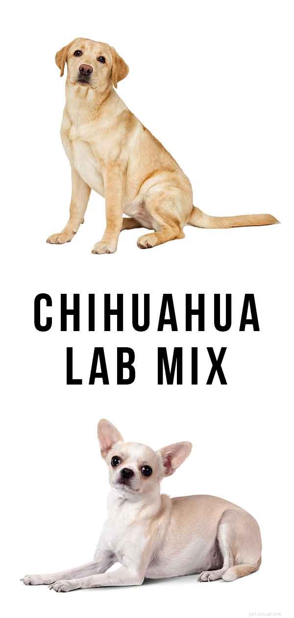 Chihuahua Lab Mix:이 독특한 하이브리드에 대해 알아야 할 모든 것