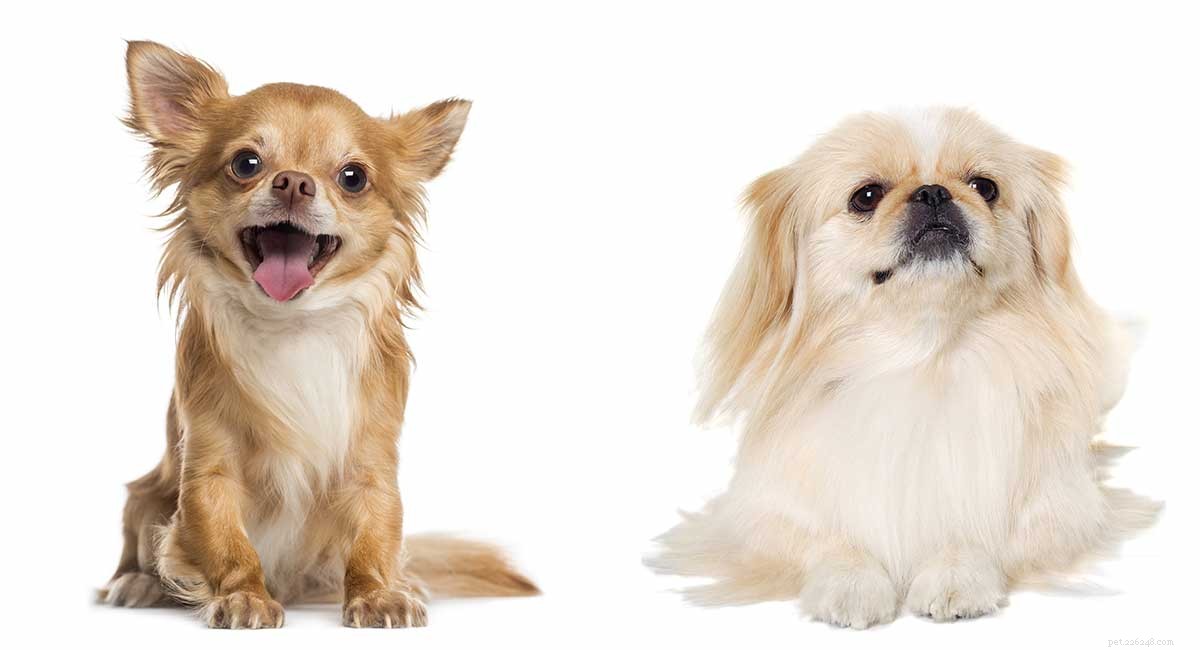 Pekingese Chihuahua Mix – Is deze kleine kruising het perfecte schoothondje?