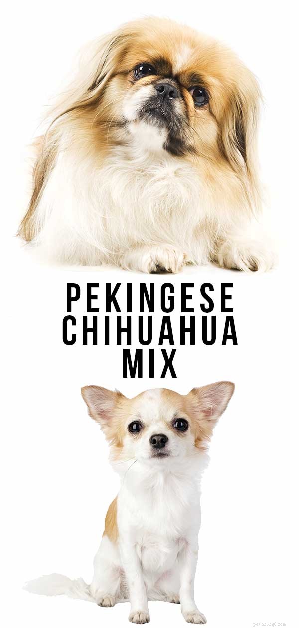 Mistura de Chihuahua Pequinês – Esta pequena cruz é o cão de colo perfeito?