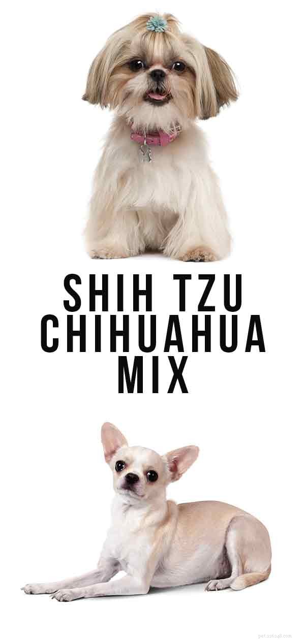 Mélange Shih Tzu Chihuahua – Est-ce le croisement parfait pour vous ?
