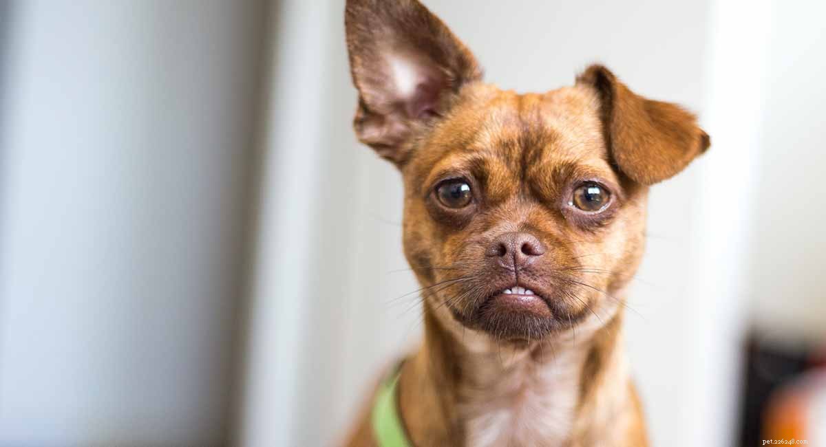 Chug – Är Chihuahua Pug Mix en fantastisk familjehund?