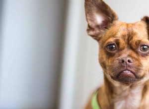 Chug – Je The Chihuahua Pug Mix skvělý rodinný pes?