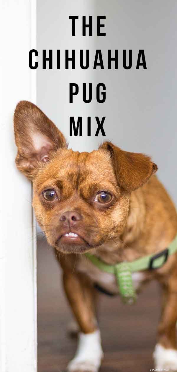 Chug – O Chihuahua Pug Mix é um ótimo cão de família?