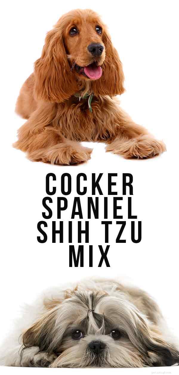 Cocker Spaniel Shih Tzu Mix – 두 개의 귀여운 품종이 결합할 때