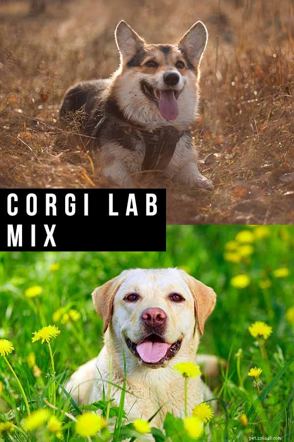 Corgi Lab Mix:Corgidor 견종 안내