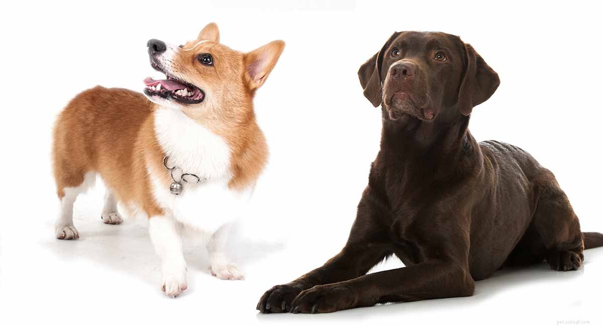Corgi Lab Mix:una guida alla razza di cani Corgidor