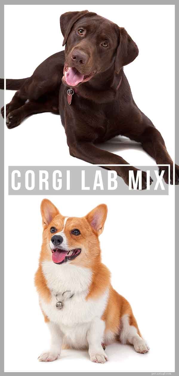 Corgi Lab Mix:een gids voor het Corgidor-hondenras