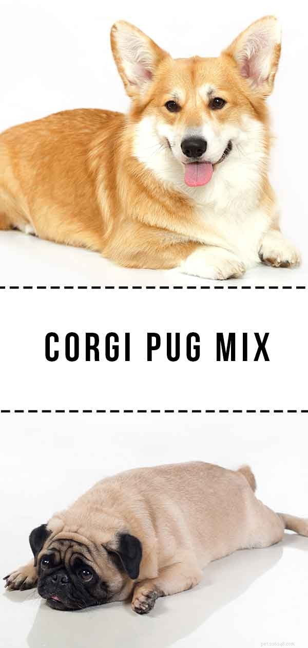 Corgi Pug Mix:simpatico incrocio o combinazione pazza?