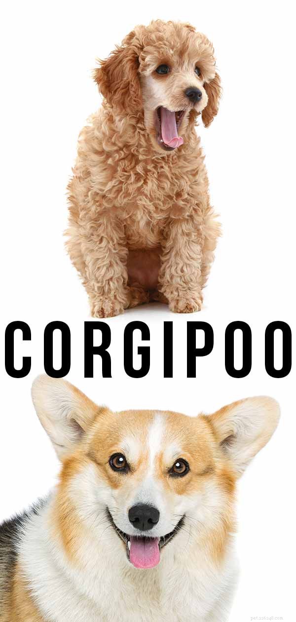 Corgipoo – Pembroke Welsh Corgi Poodle Mix-gids