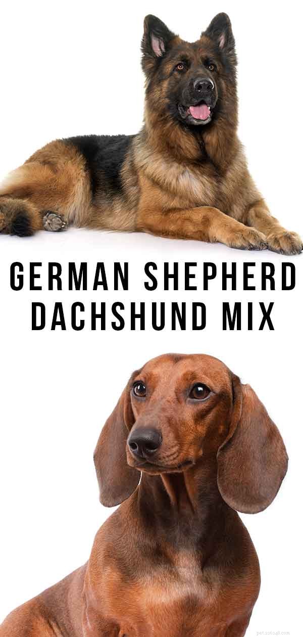 Помесь немецкой овчарки с таксой – чего ожидать от любопытного скрещивания