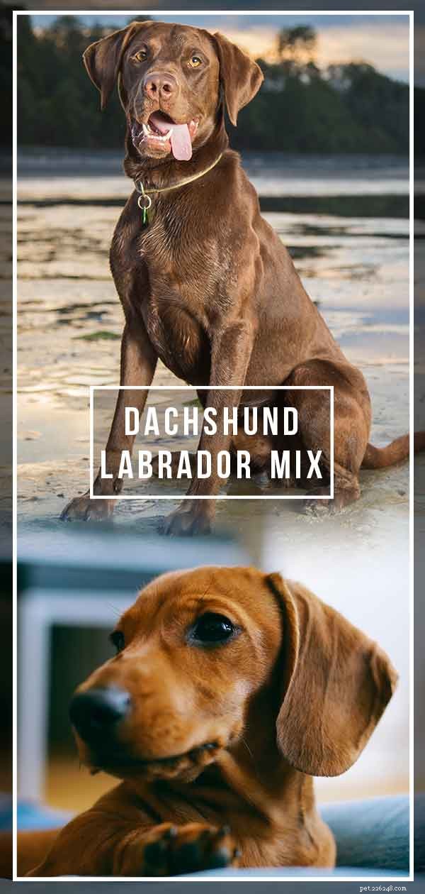 Dachshund Labrador Mix – Esta cruz contrastante é ideal para você?
