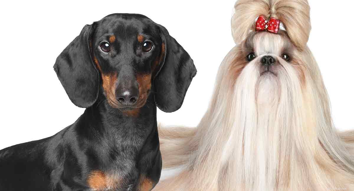 Shih Tzu Dachshund Mix –大きな個性を持つ小さな子犬 