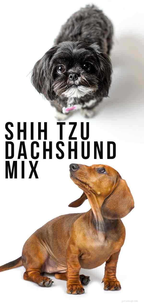 Shih Tzu Dachshund Mix –大きな個性を持つ小さな子犬 