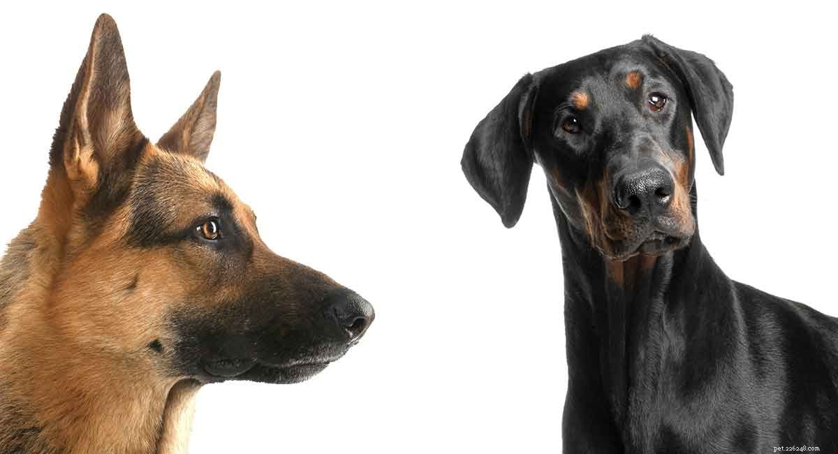 Mélange de bergers allemands et de dobermans – Excellent chien de garde ou animal de compagnie ?