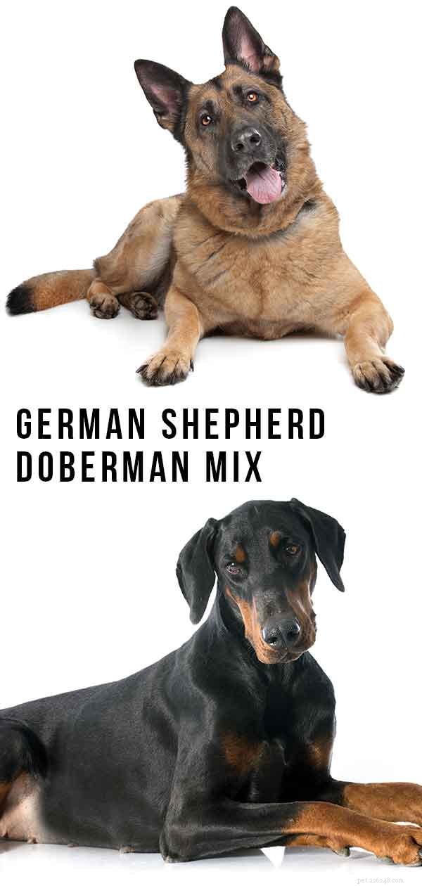 Schäfer Doberman-blandning – bra vakthund eller husdjur?