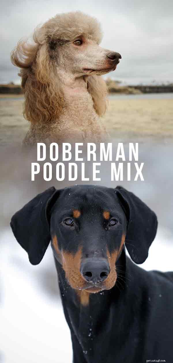 Doberman Poodle Mix:questo bel ibrido è adatto a te?