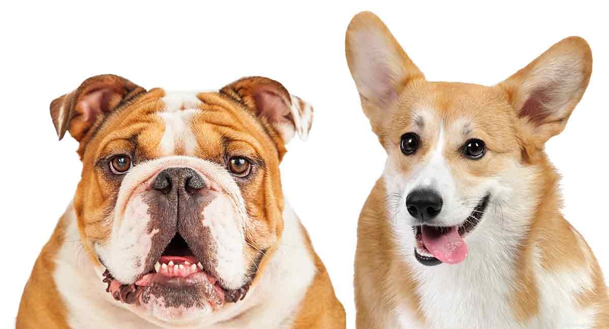 Corgi Bulldog Mix – Sanningen om denna nyfikna kombination