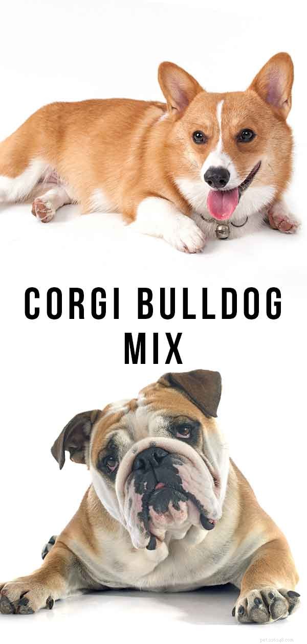 Corgi Bulldog Mix – 이 흥미로운 조합에 대한 진실