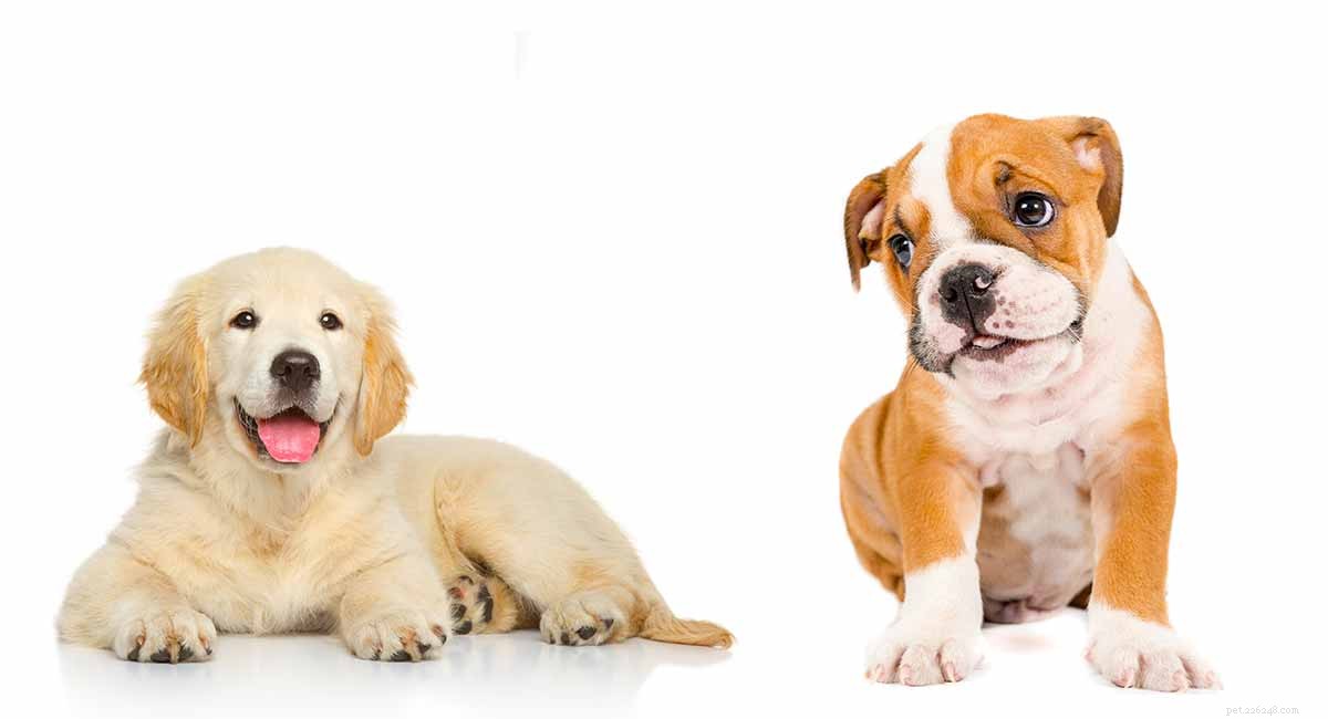Golden Retriever Bulldog Mix:Vad du behöver veta